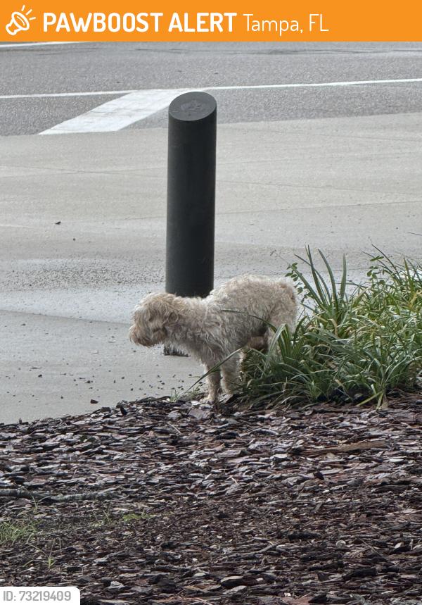 Found/Stray Unknown Dog last seen In the park, Tampa, FL 33607