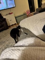 Lost Male Cat last seen W green springs road / Malcolm Dixon Road, El Dorado Hills, CA 95762