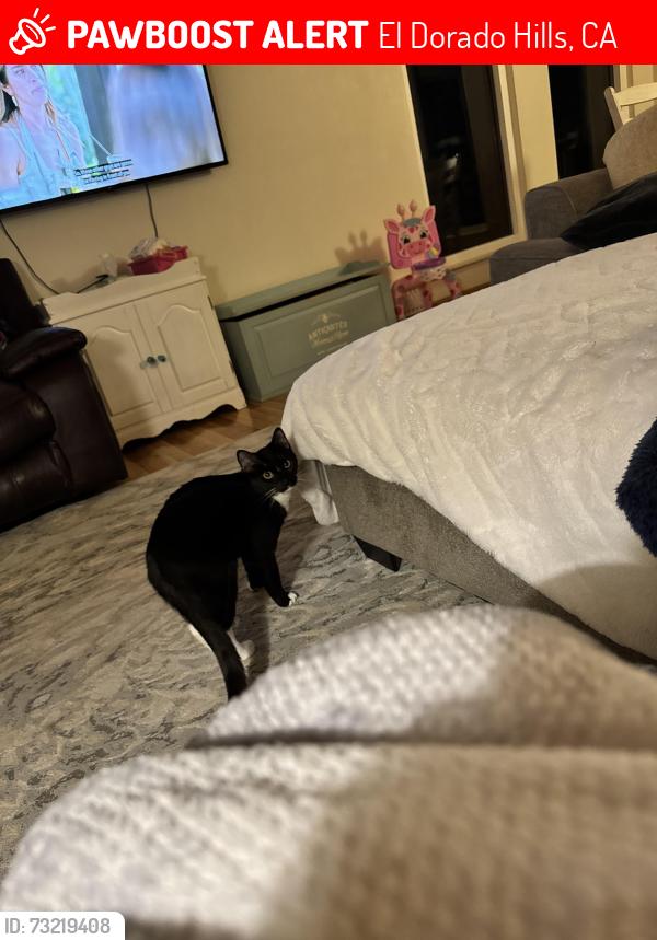 Lost Male Cat last seen W green springs road / Malcolm Dixon Road, El Dorado Hills, CA 95762