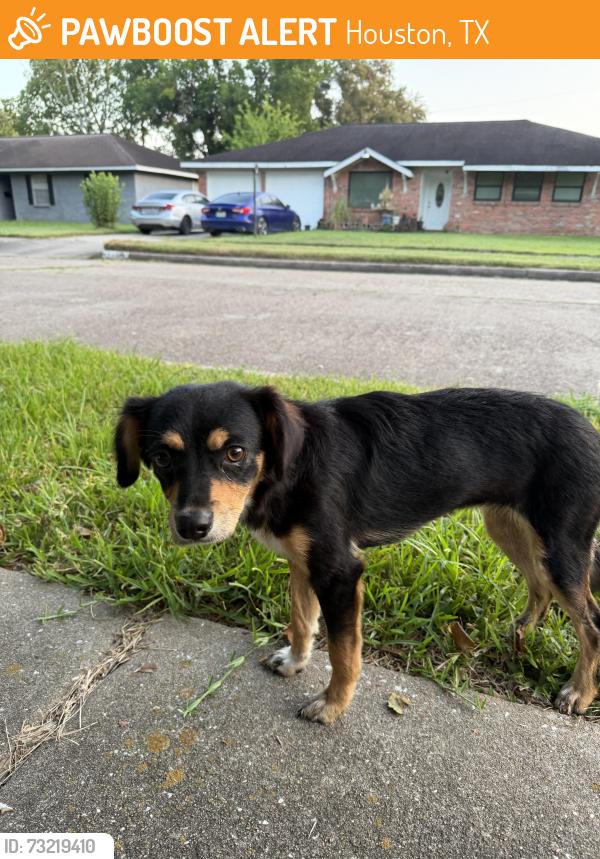 Found/Stray Female Dog last seen Anderson elementary, Houston, TX 77035