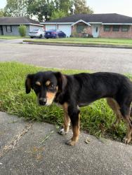 Found/Stray Female Dog last seen Anderson elementary, Houston, TX 77035