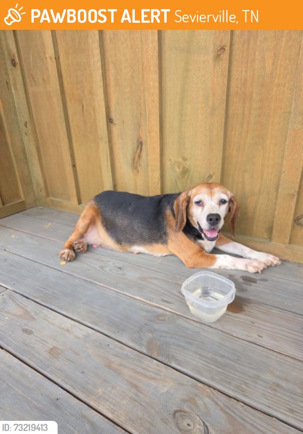 Found/Stray Female Dog last seen Thunder Mountain, Sevierville, TN 37862
