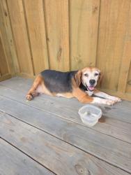 Found/Stray Female Dog last seen Thunder Mountain, Sevierville, TN 37862