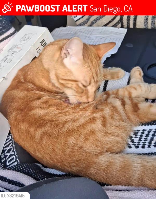 Lost Female Cat last seen Newport Ave and Bacon, San Diego, CA 92107