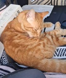 Lost Female Cat last seen Newport Ave and Bacon, San Diego, CA 92107
