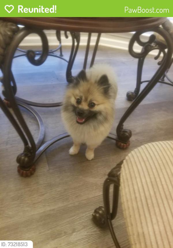 Reunited Male Dog last seen Scotland Drive,Highway 61, Dallas, GA 30132