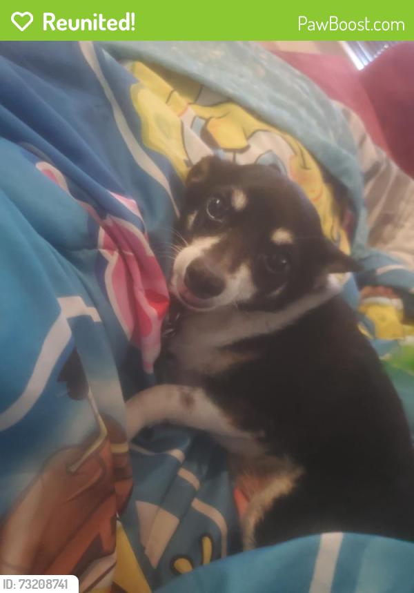 Reunited Male Dog last seen Jolie Dr and Thompson Rd, Fort Worth, TX 76137