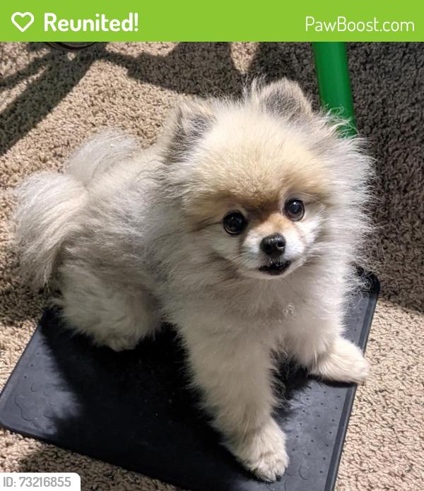 Reunited Male Dog last seen Near NE 112th Ave, Portland, OR 97220, USA, Portland, OR 97220