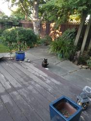 Found/Stray Unknown Cat last seen Bernardo & McKinley, Sunnyvale, CA 94086