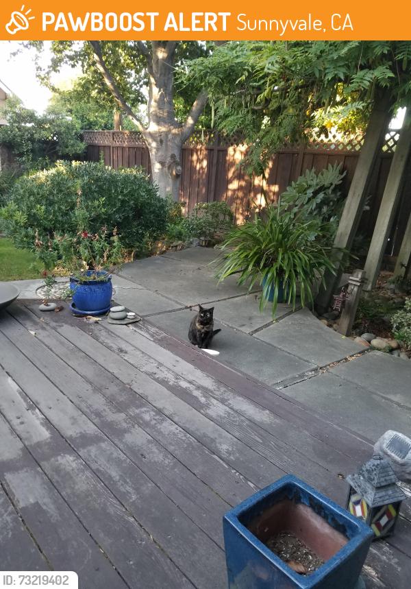 Found/Stray Unknown Cat last seen Bernardo & McKinley, Sunnyvale, CA 94086