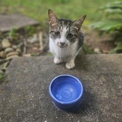 Found/Stray Unknown Cat last seen Park at flt Rock Near, Flat Rock, NC 28731