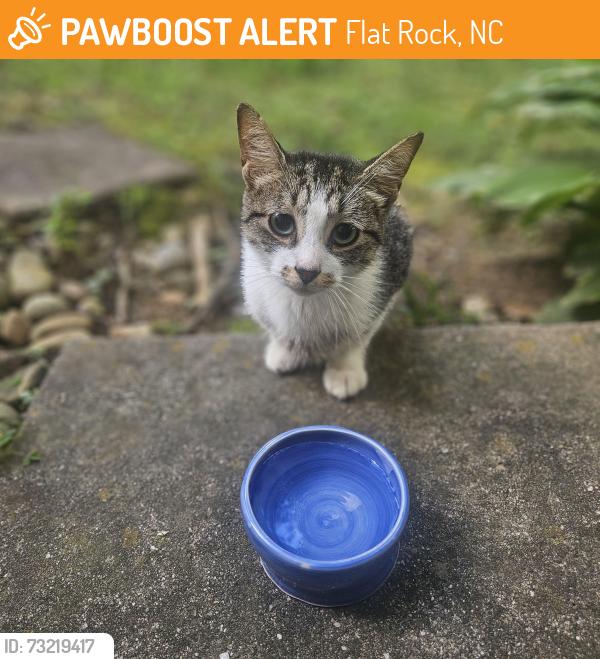 Found/Stray Unknown Cat last seen Park at flt Rock Near, Flat Rock, NC 28731