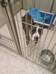Shelter Stray Male Dog last seen Near Camp Creek Parkway, Atlanta, GA, 1251 Fulton Industrial Blvd NW, Atlanta, GA 30336, USA