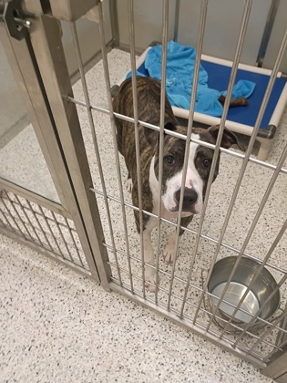 Shelter Stray Male Dog last seen Near Camp Creek Parkway, Atlanta, GA, 1251 Fulton Industrial Blvd NW, Atlanta, GA 30336, USA