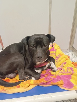Shelter Stray Male Dog last seen Near Connally Dr, Atlanta, GA, 1251 Fulton Industrial Blvd NW, Atlanta, GA 30336, USA