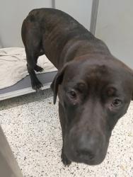 Shelter Stray Female Dog last seen Near Connally Dr, Atlanta, GA, 1251 Fulton Industrial Blvd NW, Atlanta, GA 30336, USA