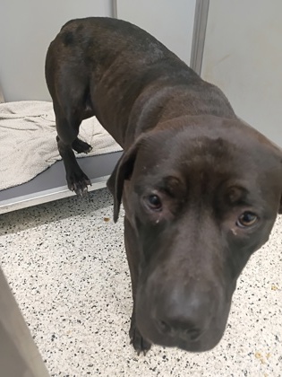 Shelter Stray Female Dog last seen Near Connally Dr, Atlanta, GA, 1251 Fulton Industrial Blvd NW, Atlanta, GA 30336, USA