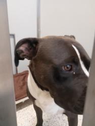 Shelter Stray Male Dog last seen Near THORNTON DR, Atlanta, GA, 1251 Fulton Industrial Blvd NW, Atlanta, GA 30336, USA