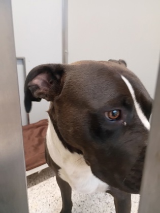 Shelter Stray Male Dog last seen Near THORNTON DR, Atlanta, GA, 1251 Fulton Industrial Blvd NW, Atlanta, GA 30336, USA