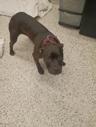 Shelter Stray Female Dog last seen Near THORNTON DR, Atlanta, GA, 1251 Fulton Industrial Blvd NW, Atlanta, GA 30336, USA