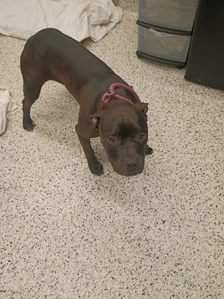 Shelter Stray Female Dog last seen Near THORNTON DR, Atlanta, GA, 1251 Fulton Industrial Blvd NW, Atlanta, GA 30336, USA