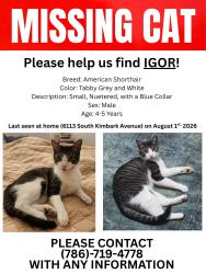 Lost Male Cat last seen 61st Street and Woodlawn Avenue Behind the Parking Garage, Chicago, IL 60637