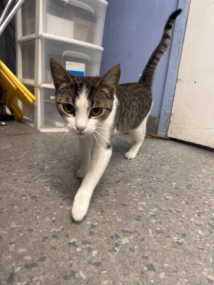 Shelter Stray Female Cat last seen DAWNRIDGE RD & BERKSHIRE AV, Roseville City, CA, 200 Tahoe Ave, Roseville, CA 95678, USA