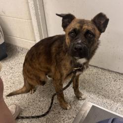 Shelter Stray Female Dog last seen Swope Park 64130, 64130, MO, 7077 Elmwood Ave, Kansas City, MO 64132, USA