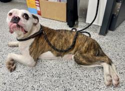 Shelter Stray Female Dog last seen Fremont Ave & Peery Ave, 64126, 64126, MO, 7077 Elmwood Ave, Kansas City, MO 64132, USA