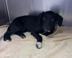 Shelter Stray Male Dog last seen Near E 37th Street, 64109, MO, 7077 Elmwood Ave, Kansas City, MO 64132, USA