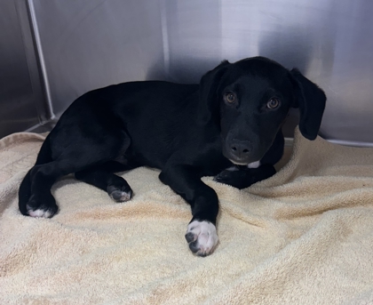 Shelter Stray Male Dog last seen Near E 37th Street, 64109, MO, 7077 Elmwood Ave, Kansas City, MO 64132, USA