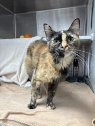 Shelter Stray Female Cat last seen Near Montgall Ave, 64130, MO, 7077 Elmwood Ave, Kansas City, MO 64132, USA