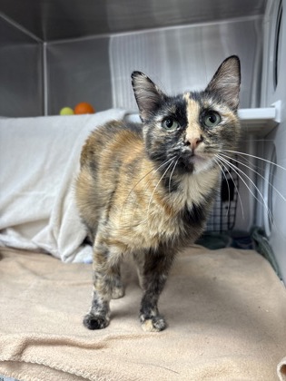 Shelter Stray Female Cat last seen Near Montgall Ave, 64130, MO, 7077 Elmwood Ave, Kansas City, MO 64132, USA