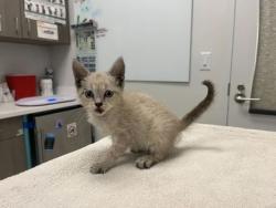 Shelter Stray Female Cat last seen Olive St & Lexington Ave, 64124, 64124, MO, 7077 Elmwood Ave, Kansas City, MO 64132, USA