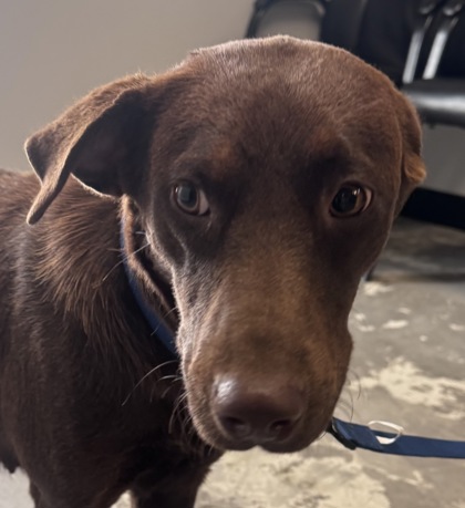 Shelter Stray Female Dog last seen Campo Rd, Wapato, WA, 2405 W Birchfield Rd, Yakima, WA 98901, USA