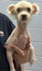Shelter Stray Female Dog last seen Near Panthers Trce, Decatur, GA 30034, 30034, GA, 3280 Chamblee Dunwoody Rd, Chamblee, GA 30341, USA