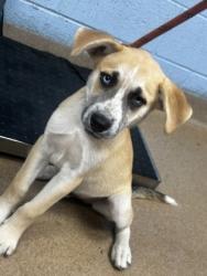 Shelter Stray Male Dog last seen Near Plaster Road NE, Chamblee 30345, 30345, GA, 3280 Chamblee Dunwoody Rd, Chamblee, GA 30341, USA