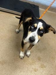Shelter Stray Male Dog last seen Near Plaster Road NE, Chamblee 30345, 30345, GA, 3280 Chamblee Dunwoody Rd, Chamblee, GA 30341, USA