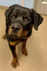 Shelter Stray Male Dog last seen Near Marion Circle, 30032, GA, 3280 Chamblee Dunwoody Rd, Chamblee, GA 30341, USA