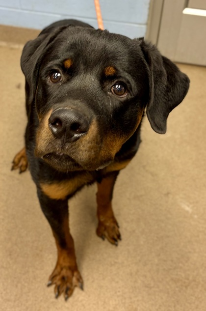 Shelter Stray Male Dog last seen Near Marion Circle, 30032, GA, 3280 Chamblee Dunwoody Rd, Chamblee, GA 30341, USA