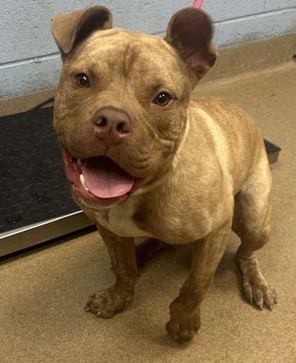 Shelter Stray Male Dog last seen Near Town Country Drive, 30316, GA, 3280 Chamblee Dunwoody Rd, Chamblee, GA 30341, USA