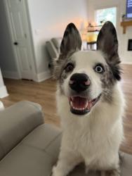 Lost Male Dog last seen Oak Moss drive, Lawrenceville, GA 30046