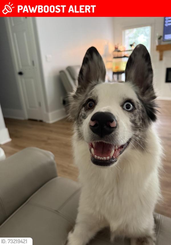 Lost Male Dog last seen Oak Moss drive, Lawrenceville, GA 30046