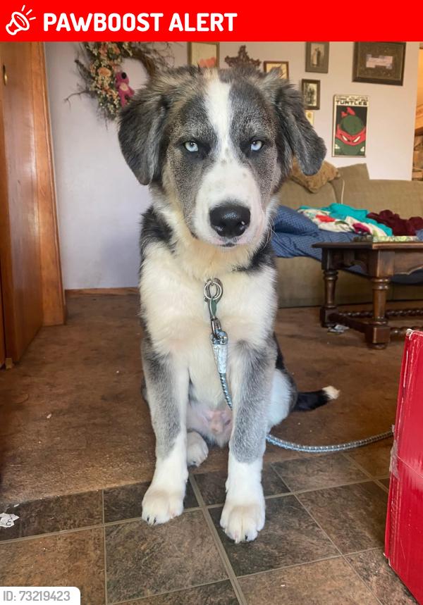 Lost Male Dog last seen Teachout and route 2, Jerusalem Township, OH 43445