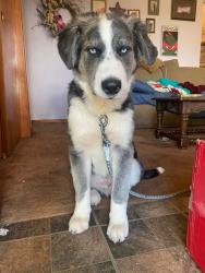 Lost Male Dog last seen Teachout and route 2, Jerusalem Township, OH 43445