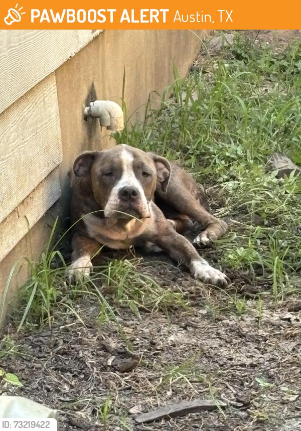 Found/Stray Female Dog last seen Lazy creek Austin TX, Austin, TX 78724