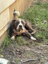 Found/Stray Female Dog last seen Lazy creek Austin TX, Austin, TX 78724