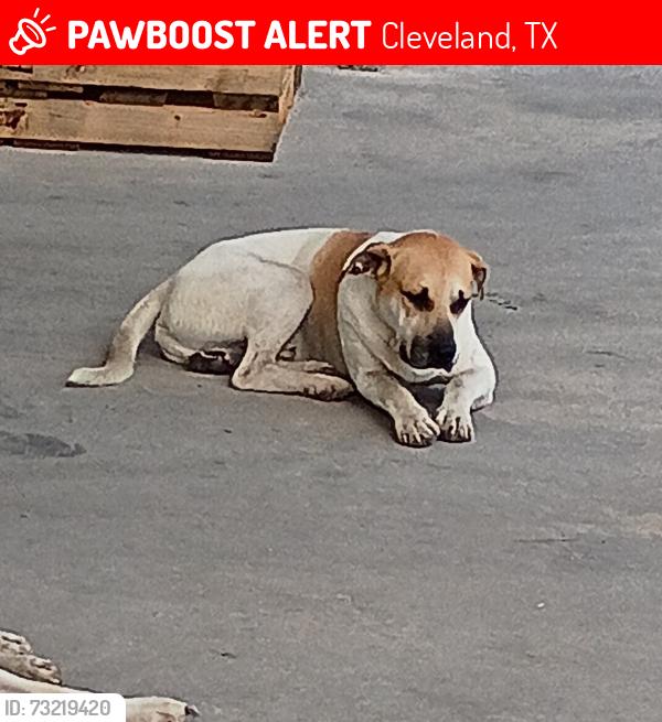 Lost Male Dog last seen Near speed way, Cleveland, TX 77328
