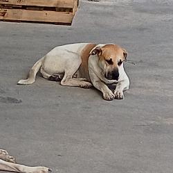 Lost Male Dog last seen Near speed way, Cleveland, TX 77328