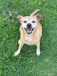 Reunited Female Dog last seen SW 318TH TER, hmstd, FL, Homestead, FL 33030